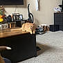 Peanut is registered to the contest to win money with this photo: cat, orange_tabby, coffee_table, living_room, carpet, vacuum_cleaner, halloween_decor, ghost_decoration, television, shelf, stuffed_animal, dog_tail, carpeted_floor, home_decor, photograph_frame, black_furniture, pet, cozy, indoor, relaxing