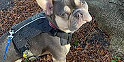 Stitch joined the competition — help win amazing prizes! dog, french_bulldog, harness, leaves, tree_root, outdoor, pet, canine, animal, walking, nature, fall, autumn, brown, green, curious, standing, leash, ear, closeup