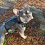 dog, french_bulldog, harness, leaves, tree_root, outdoor, pet, canine, animal, walking, nature, fall, autumn, brown, green, curious, standing, leash, ear, closeup