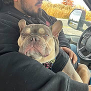 Stitch is registered to the contest to win money with this photo: man, dog, french_bulldog, car, window, autumn, black_hoodie, seat, side_mirror, beard, pet, animal, road, scenery, collar, jacket, relaxed, portrait, hand, indoor