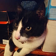 Peepers is registered to the contest to win money with this photo: animal, bell, black_and_white, box, cat, closeup, collar, curious, domestic_cat, ears, eyes, feline, fur, indoor, nose, paws, pet, resting, whiskers, wooden_surface