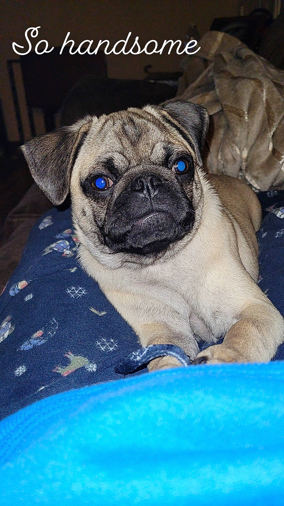 Chato is registered to the contest to win money with this photo: blue, canidae, carnivore, comfort, companion_dog, dog, dog_breed, electric_blue, fawn, font, linens, non_sporting_group, pug, puppy, snout, sporting_group, terrestrial_animal, toy_dog, working_animal, wrinkle