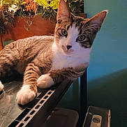 Milo is registered to the contest to win money with this photo: cat, tabby_cat, indoor, plant, greenery, shelf, metal, paw, fur, whiskers, curious, relaxed, pet, animal, home, furniture, teal_wall, closeup, mammal, domestic