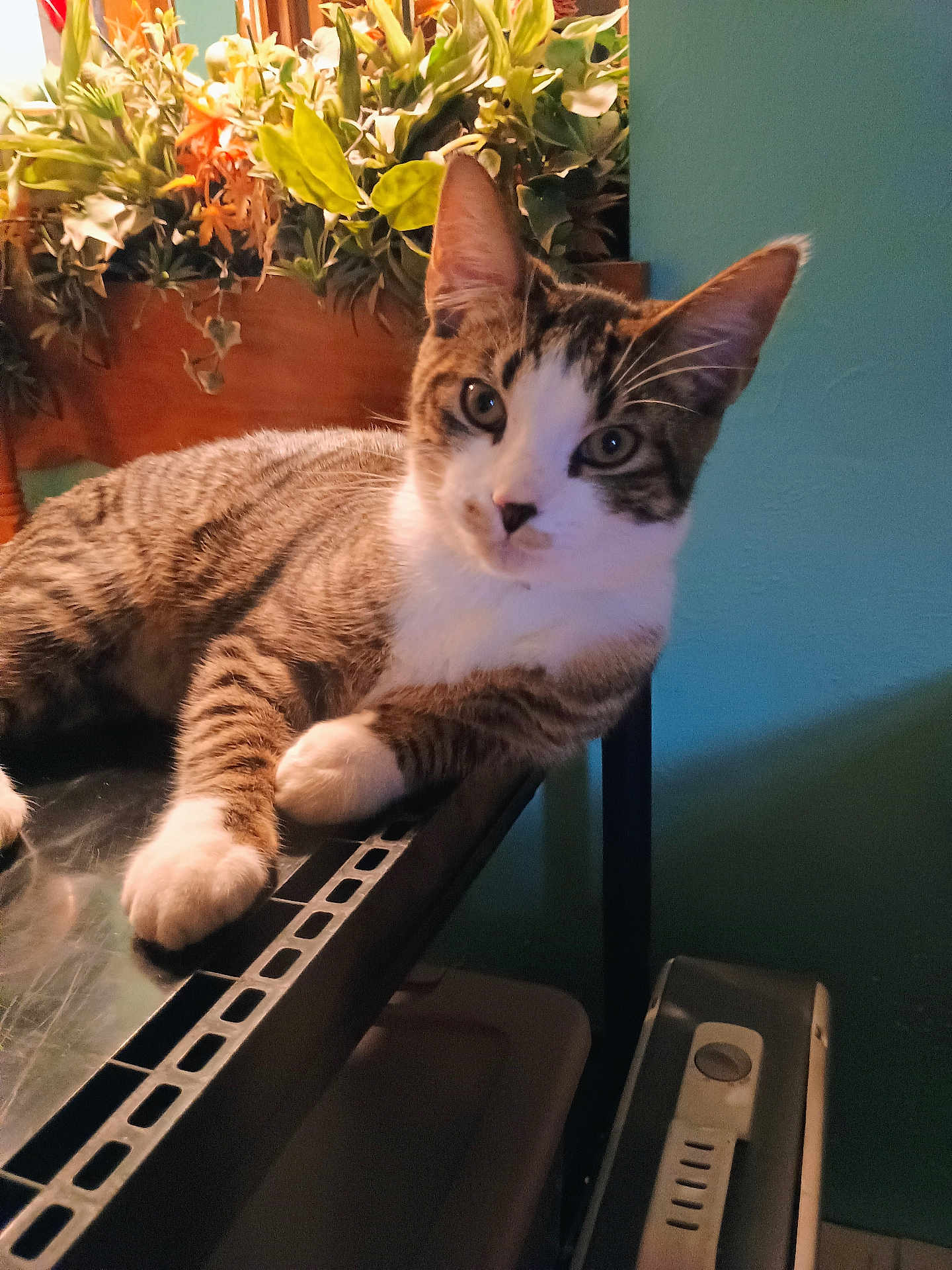 Milo