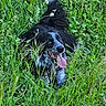 Pepsi a rejoint le concours — aidez-le/la à gagner de superbes lots ! animal, black_and_white, canine, cute, dog, fur, grass, greenery, happy, lying_down, meadow, nature, outdoor, pet, playful, relaxed, smiling, summer, tongue_out, wildflowers