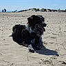 Pepsi a rejoint le concours — aidez-le/la à gagner de superbes lots ! animal, beach, black_and_white, daytime, dog, dunes, grass, lying_down, nature, outdoor, panting, people, pet, relaxing, rocks, sand, sky, sunny, tongue_out, vacation