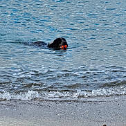 Pepsi participe au concours pour gagner de l'argent avec cette photo : active, animal, ball, beach, canine, dog, fetch, fun, nature, outdoor, pet, play, recreation, sand, sea, shore, summer, swimming, water, waves