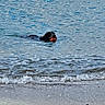 active, animal, ball, beach, canine, dog, fetch, fun, nature, outdoor, pet, play, recreation, sand, sea, shore, summer, swimming, water, waves