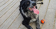 Pepsi a rejoint le concours — aidez-le/la à gagner de superbes lots ! animal, ball, black_and_white, canine, dog, footwear, happy, leisure, looking_up, outdoor, paw, pet, playful, resting, shoe, smiling, sneaker, tail, tongue_out, wooden_deck