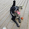 animal, ball, black_and_white, canine, dog, footwear, happy, leisure, looking_up, outdoor, paw, pet, playful, resting, shoe, smiling, sneaker, tail, tongue_out, wooden_deck