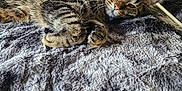 Naruto is registered to the contest to win money with this photo: cat, tabby, pet, feline, sleepy, resting, blanket, soft_texture, indoor, cozy, fur, whiskers, ears, animal, domestic, relaxed, home, bed, comfort, lazy