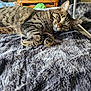 cat, tabby, pet, feline, sleepy, resting, blanket, soft_texture, indoor, cozy, fur, whiskers, ears, animal, domestic, relaxed, home, bed, comfort, lazy