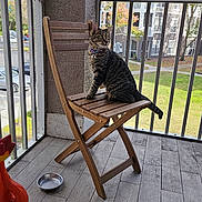 Naruto joined the competition — help win amazing prizes! cat, tabby_cat, wooden_chair, balcony, metal_bowl, outdoor, fence, apartment_building, green_lawn, daylight, pet, collar, curious, flooring, decorative_object, animal, looking_away, domestic_cat, resting, house