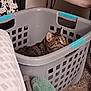 Naruto is registered to the contest to win money with this photo: cat, tabby_cat, laundry_basket, indoor, curious, pet, feline, home, carpet, fabric, slippers, pattern, cozy, domestic, animal, resting, ears, eyes, collar, plastic