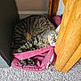 Naruto joined the competition — help win amazing prizes! cat, tabby, pet, animal, feline, fur, indoor, carpet, bag, maroon, wood, chair_leg, cozy, curled_up, resting, domestic, whiskers, paw, eye, corner