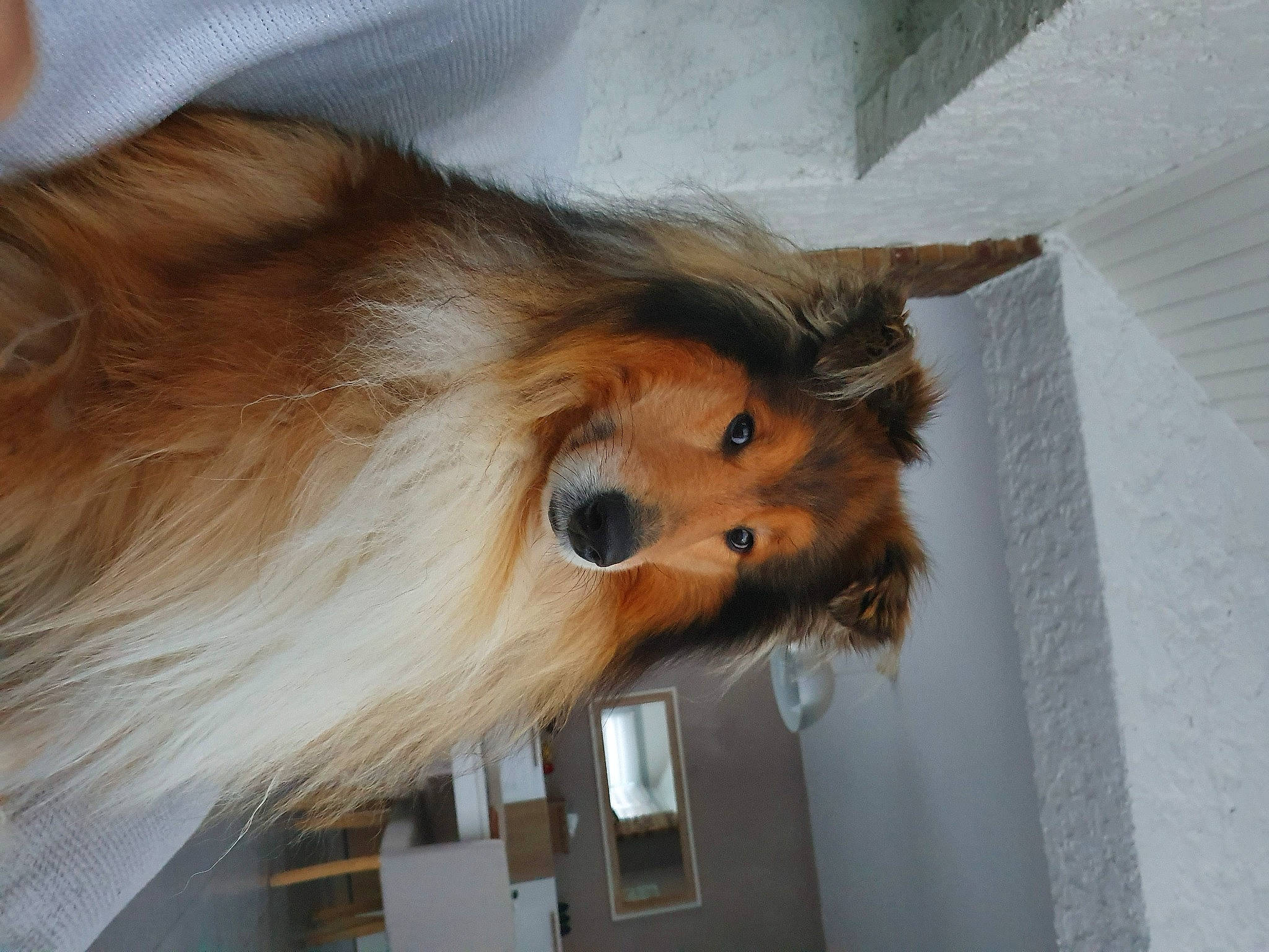 Nelson a rejoint le concours — aidez-le/la à gagner de superbes lots ! canidae, carnivore, collie, companion_dog, dog, dog_breed, fawn, fur, german_spitz, german_spitz_klein, liver, pet_supply, rough_collie, shetland_sheepdog, snout, spitz, sporting_group, tail, whiskers, working_animal