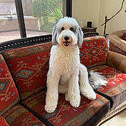 Archie joined the competition — help win amazing prizes! dog, white_dog, fluffy, curly_fur, smiling, sitting, portrait, pet, indoors, living_room, sofa, couch, patterned_fabric, colorful, window, sunlight, garden, palm_plant, furniture, tail