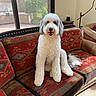 dog, white_dog, fluffy, curly_fur, smiling, sitting, portrait, pet, indoors, living_room, sofa, couch, patterned_fabric, colorful, window, sunlight, garden, palm_plant, furniture, tail