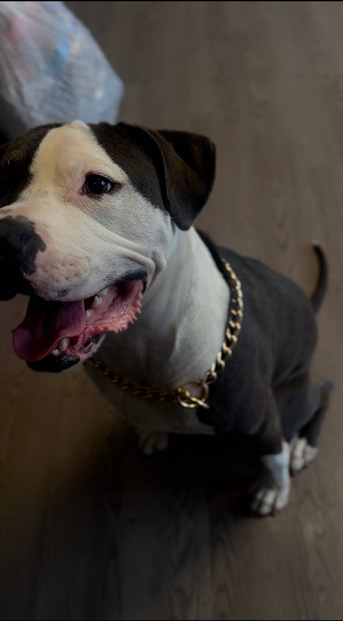 Rockko joined the competition — help win amazing prizes! carnivore, cloud, collar, companion_dog, dog, dog_breed, dog_collar, dog_supply, fashion_accessory, fur, leash, non_sporting_group, pet_supply, snout, sporting_group, whiskers, working_animal