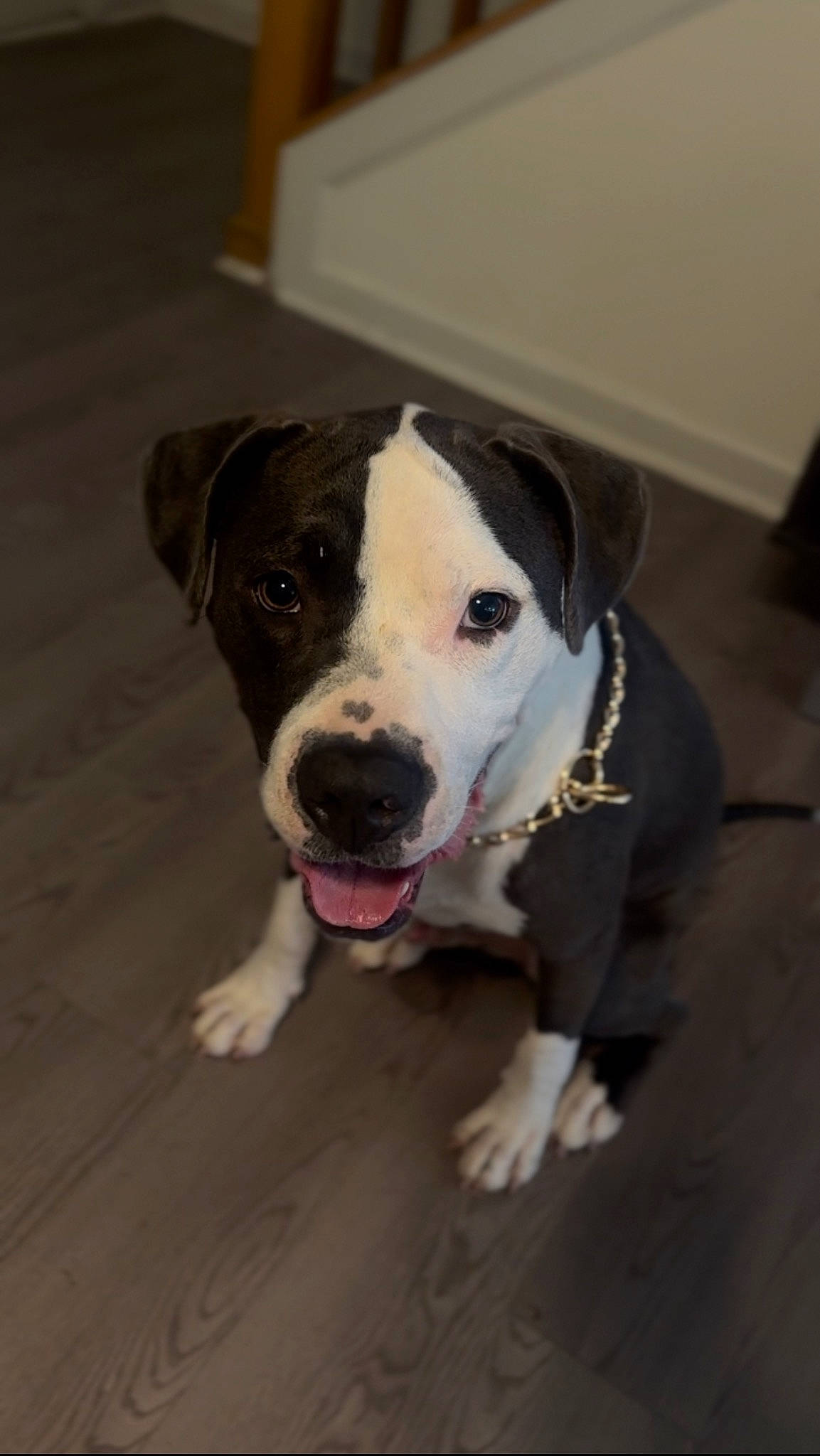 Rockko joined the competition — help win amazing prizes! canidae, carnivore, collar, companion_dog, dog, dog_breed, dog_collar, fawn, floor, flooring, fur, guard_dog, leash, non_sporting_group, road_surface, whiskers, working_animal, working_dog