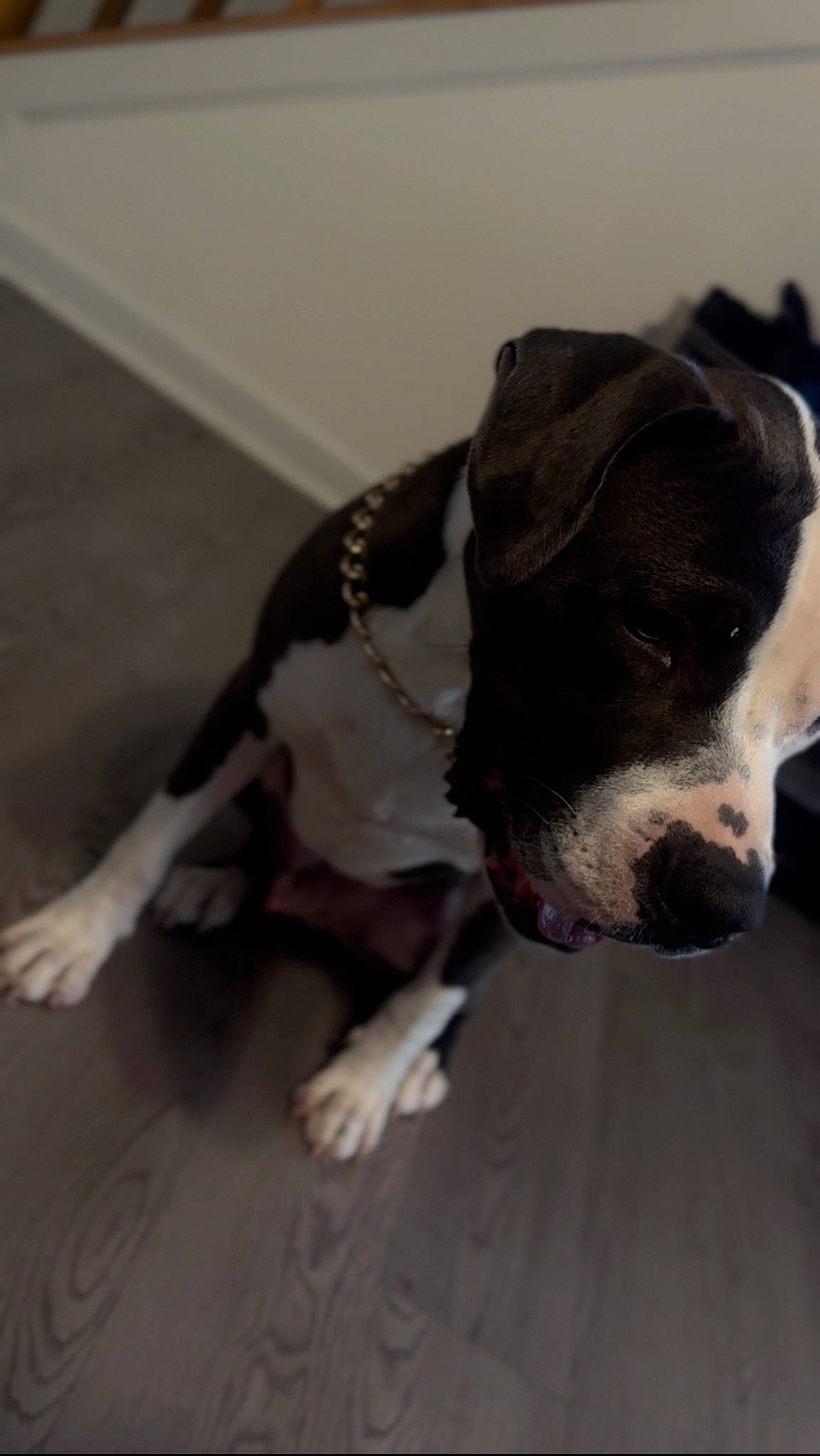 Rockko joined the competition — help win amazing prizes! boxer, carnivore, collar, comfort, companion_dog, dog, dog_breed, dog_collar, dog_supply, fawn, flooring, hardwood, paw, pet_supply, puppy, snout, sporting_group, tail, terrestrial_animal, working_animal