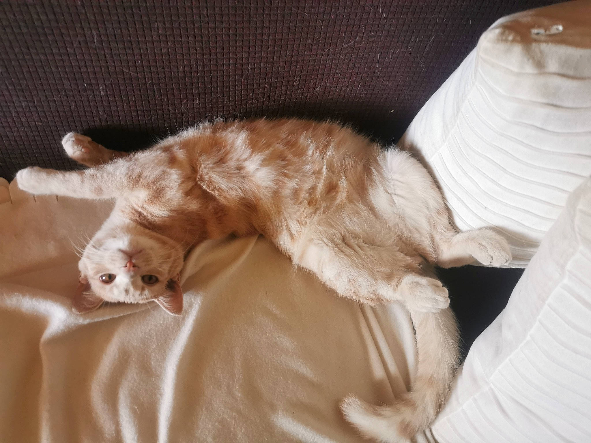 Diabolo participe au concours pour gagner de l'argent avec cette photo : bed, carnivore, cat, claw, comfort, companion_dog, couch, dog_breed, duvet, ear, fawn, felidae, fur, linens, nap, paw, small_to_medium_sized_cats, sporting_group, tail, whiskers