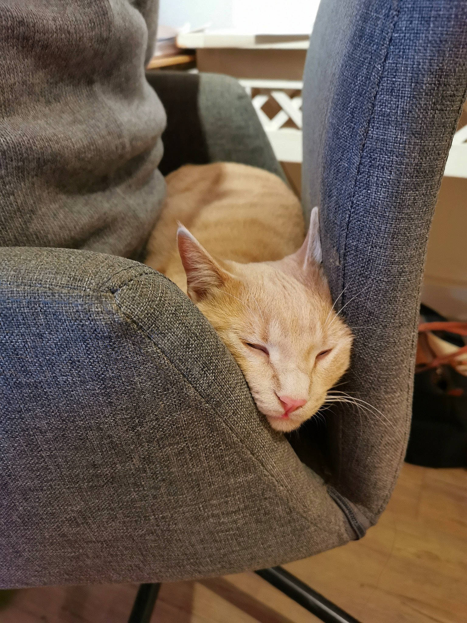 Diabolo participe au concours pour gagner de l'argent avec cette photo : carnivore, cat, comfort, domestic_short_haired_cat, fawn, felidae, foot, fur, gesture, hardwood, human_leg, lap, mammal, nail, small_to_medium_sized_cats, tail, thigh, vertebrate, whiskers, wood