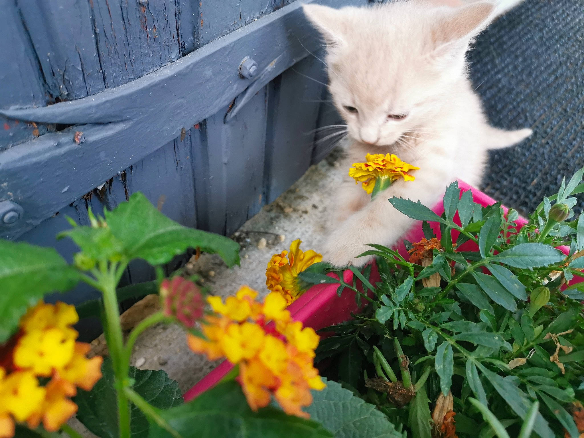 Diabolo a rejoint le concours — aidez-le/la à gagner de superbes lots ! annual_plant, botany, carnivore, cat, domestic_short_haired_cat, felidae, flower, flowering_plant, fur, grass, herbaceous_plant, lantana, leaf, petal, plant, shrub, small_to_medium_sized_cats, tail, whiskers, yellow