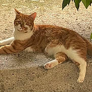 Caramel a rejoint le concours — aidez-le/la à gagner de superbes lots ! cat, ginger_cat, white_cat, relaxed, outdoor, concrete, leafy, shade, pet, animal, feline, resting, curious, nature, fur, whiskers, tail, paws, sunlight, ground