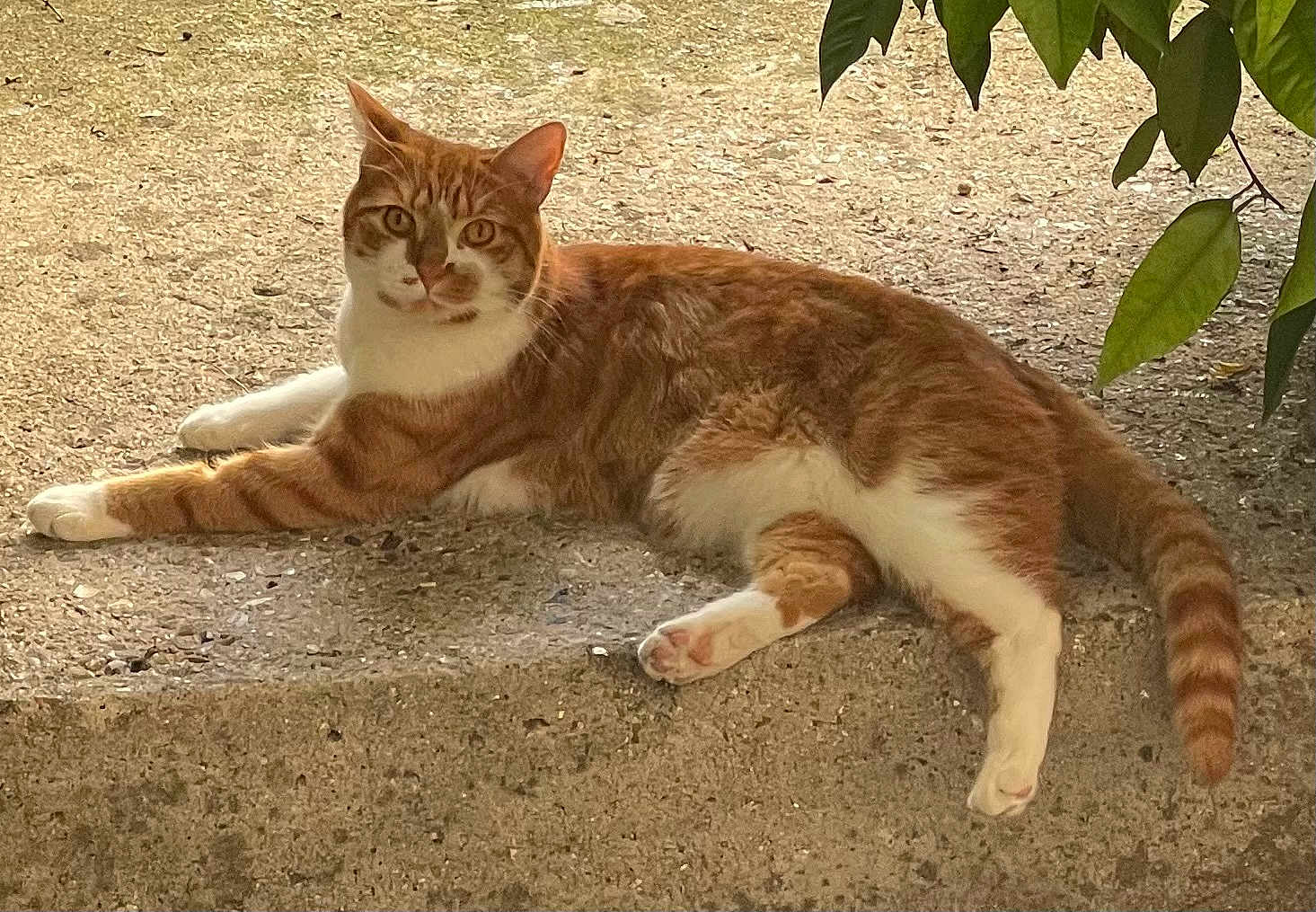 Caramel a rejoint le concours — aidez-le/la à gagner de superbes lots ! cat, ginger_cat, white_cat, relaxed, outdoor, concrete, leafy, shade, pet, animal, feline, resting, curious, nature, fur, whiskers, tail, paws, sunlight, ground