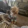 Ms Minnie joined the competition — help win amazing prizes! dog, small_dog, pet, indoor, carpet, blanket, clothing, furniture, table, television, decor, cozy, living_room, puppy, cute, scruffy, sitting, home, casual, relaxed