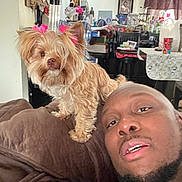 Ms Minnie is registered to the contest to win money with this photo: dog, man, indoor, sofa, pet, cute, brown, bow, hair, face, portrait, furniture, living_room, beard, casual, curly_hair, home, relaxed, closeup, expression