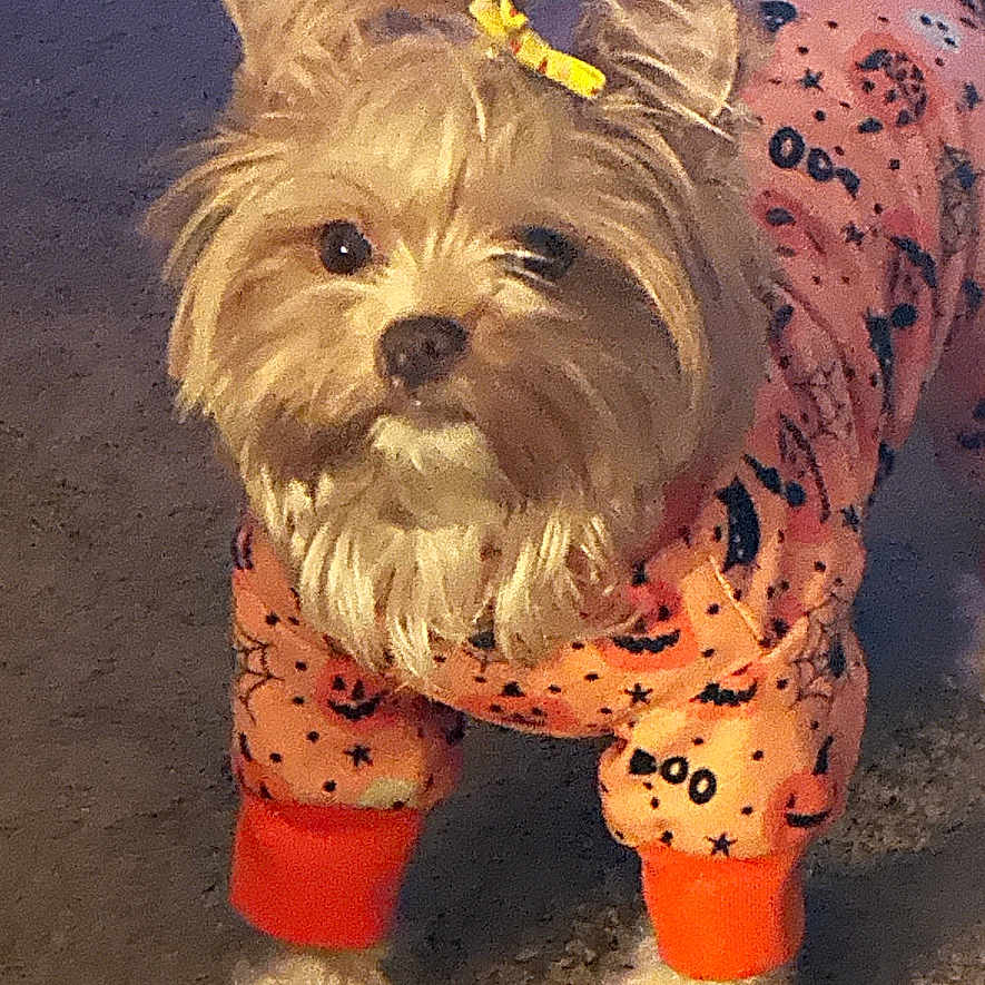 Ms Minnie joined the competition — help win amazing prizes! animal, black, carpet, companion, costume, curious, cute, dog, domestic_animal, fur, hair_tie, halloween, indoor, mammal, orange, pajamas, pet, portrait, small_dog, standing