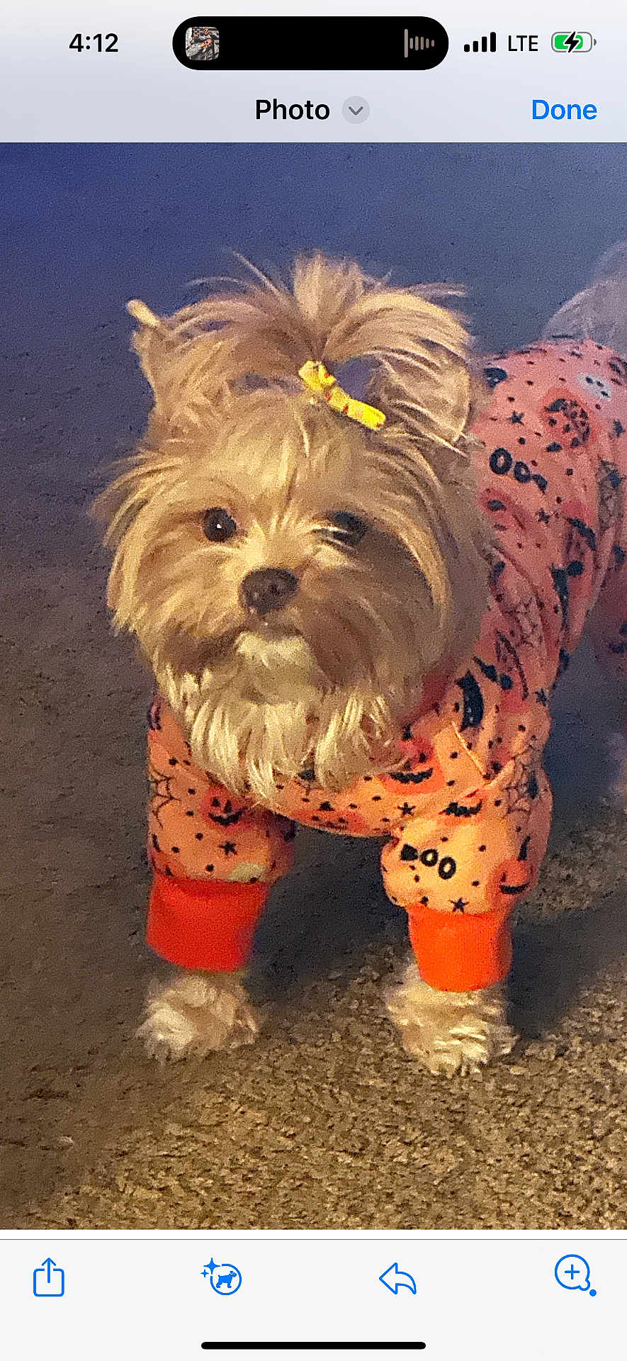 Ms Minnie joined the competition — help win amazing prizes! dog, pet, pajamas, hair_tie, carpet, indoor, cute, small_dog, fur, animal, costume, halloween, orange, black, standing, curious, domestic_animal, companion, mammal, portrait