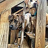 bokeh, brindle_dog, close_up, collar, companions, curious, dog, dogs, domestic_animal, natural_light, outdoor, paws, pet, porch, portrait, railing, steps, tan_dog, wood_texture, wooden_stairs