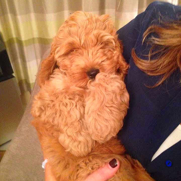 Molly