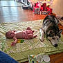 baby, dog, husky, blanket, floor, indoor, christmas_tree, presents, wooden_floor, pet, child, relaxing, holiday_decor, toy, curious, calm, home, cozy, animal, infant