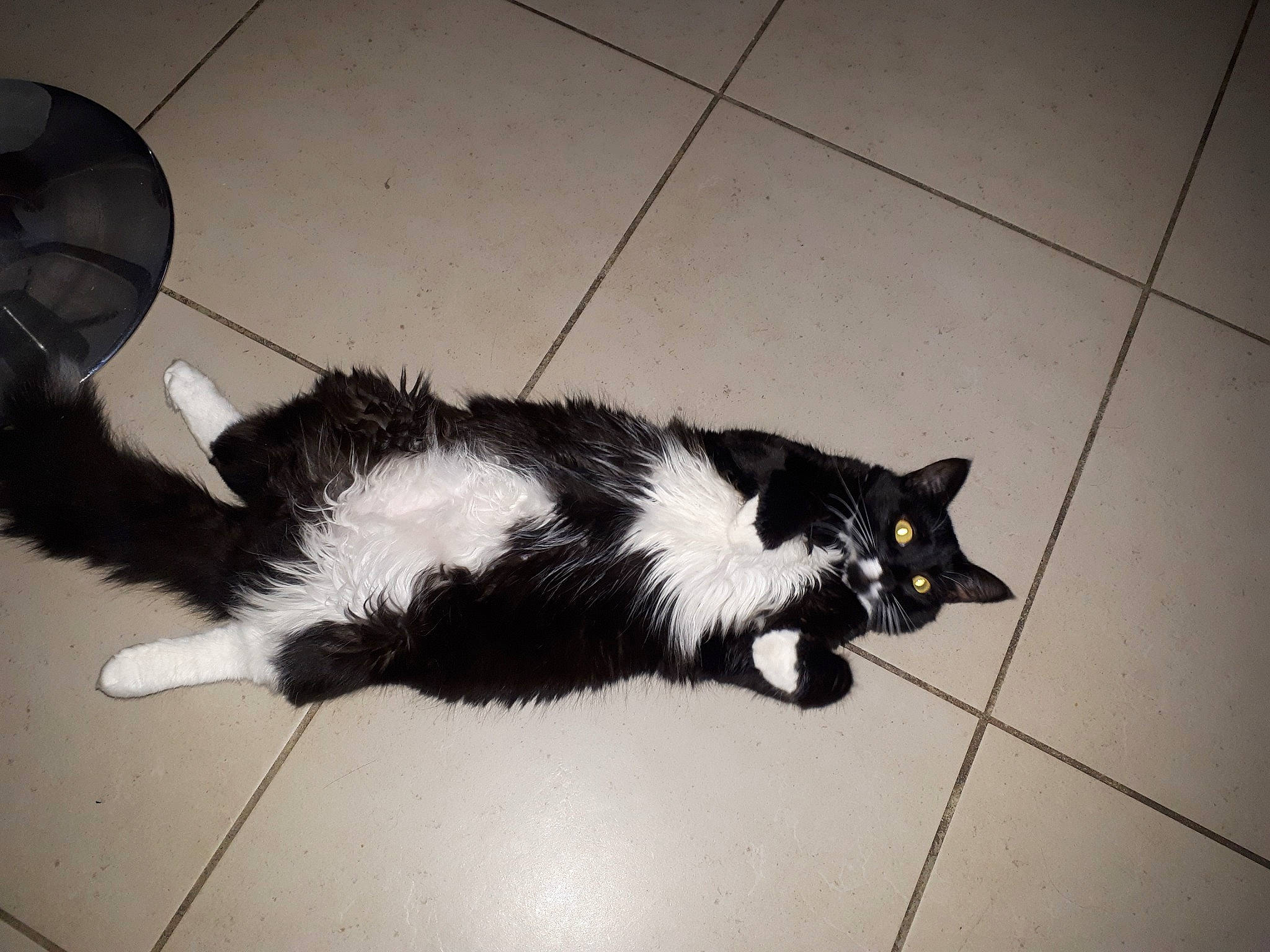 Big Moustaches a rejoint le concours — aidez-le/la à gagner de superbes lots ! black_and_white, black_cat, canidae, carnivore, cat, domestic_long_haired_cat, domestic_short_haired_cat, european_shorthair, felidae, floor, flooring, fur, kitten, mammal, small_to_medium_sized_cats, tail, whiskers