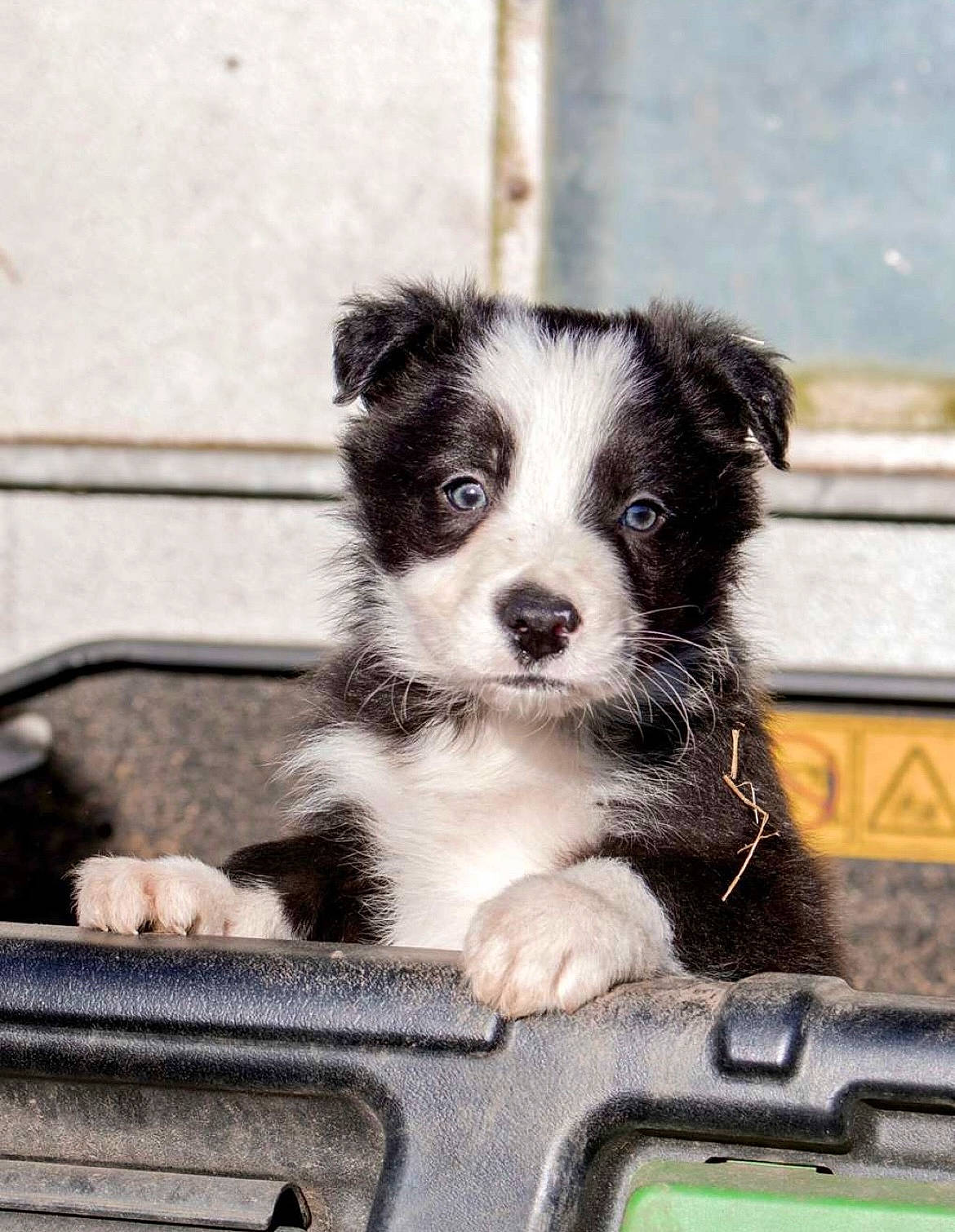 Hector joined the competition — help win amazing prizes! automotive_exterior, automotive_window_part, border_collie, bored, canidae, carnivore, companion_dog, dog, dog_breed, fur, glass, motor_vehicle, snout, sporting_group, toy_dog, vehicle, window, windshield, working_animal, working_dog