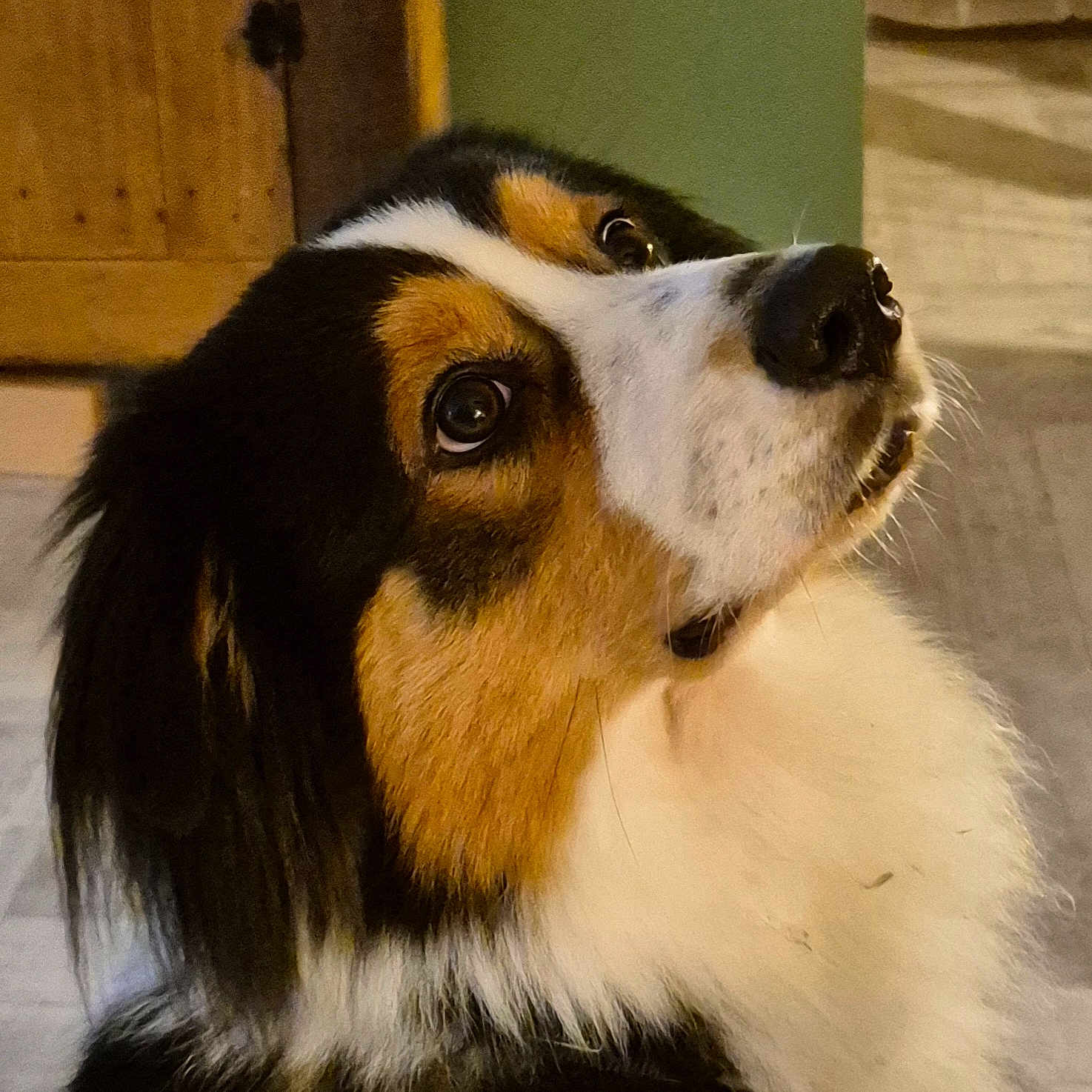 Zéphyr a rejoint le concours — aidez-le/la à gagner de superbes lots ! animal, background, canine, close_up, curious, dog, domestic_animal, eyes, fluffy, fur, furniture, house, indoor, looking_up, muzzle, nose, pet, portrait, tricolor, wooden_cabinet