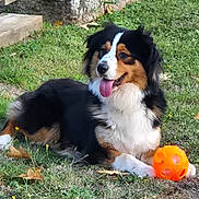 Zéphyr participe au concours pour gagner de l'argent avec cette photo : dog, tricolor, grass, orange_ball, outdoor, pet, tongue_out, playful, animal, canine, fur, happy, laying_down, nature, leaf, toy, summer, sunlight, garden, relaxed