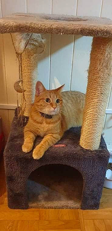 Minette participe au concours pour gagner de l'argent avec cette photo : animal_shelter, carnivore, cat, cat_furniture, cat_supply, chair, domestic_short_haired_cat, fawn, felidae, flooring, fur, hardwood, pet_supply, sitting, small_to_medium_sized_cats, snout, tail, whiskers, window, wood