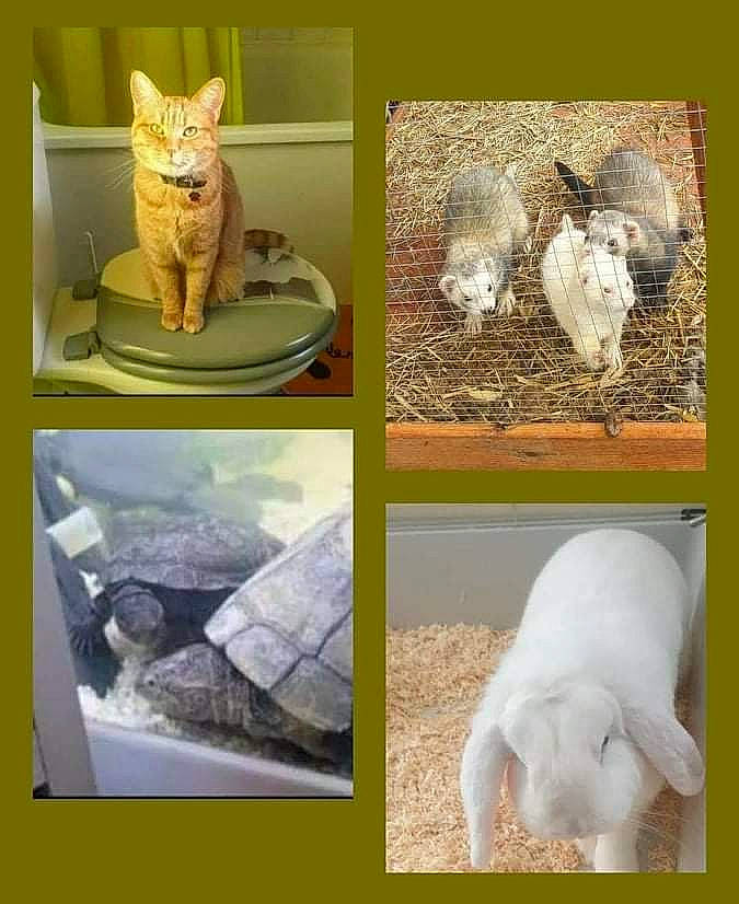 Minette participe au concours pour gagner de l'argent avec cette photo : adaptation, art, cat, cat_supply, collage, fawn, feather, felidae, fur, hare, mammal, organism, small_to_medium_sized_cats, tail, terrestrial_animal, whiskers, wildlife