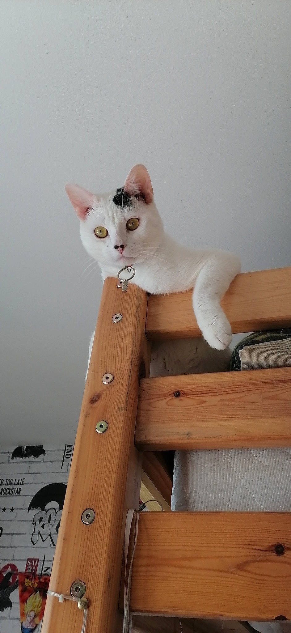 Felix participe au concours pour gagner de l'argent avec cette photo : carnivore, cat, cat_supply, comfort, domestic_short_haired_cat, drawer, fawn, felidae, fur, hardwood, pet_supply, room, shelf, shelving, sitting, small_to_medium_sized_cats, stairs, tail, whiskers, wood