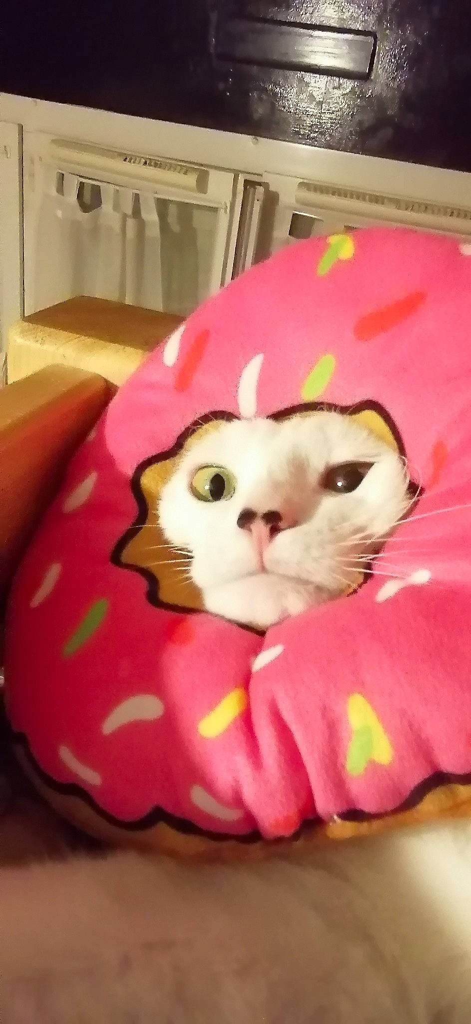 Felix a rejoint le concours — aidez-le/la à gagner de superbes lots ! bag, carnivore, cat, cat_bed, cat_supply, comfort, fawn, felidae, headgear, magenta, paper_bag, pet_supply, petal, pink, sleeve, small_to_medium_sized_cats, snout, stuffed_toy, vertebrate, whiskers