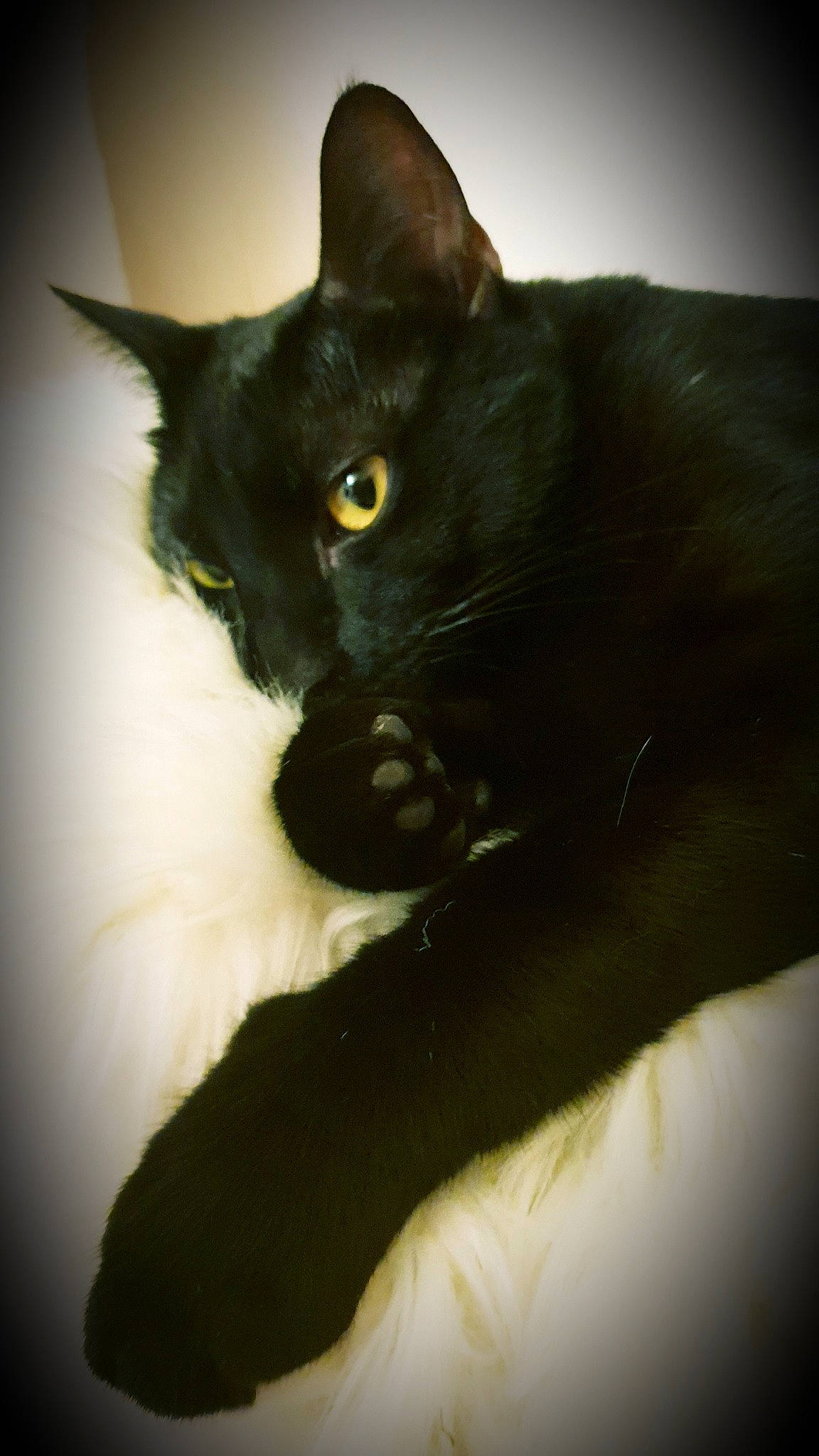 Eros a rejoint le concours — aidez-le/la à gagner de superbes lots ! black_cat, bombay, carnivore, cat, claw, darkness, domestic_short_haired_cat, ear, eye, felidae, fur, havana_brown, monochrome_photography, small_to_medium_sized_cats, snout, tail, tints_and_shades, whiskers