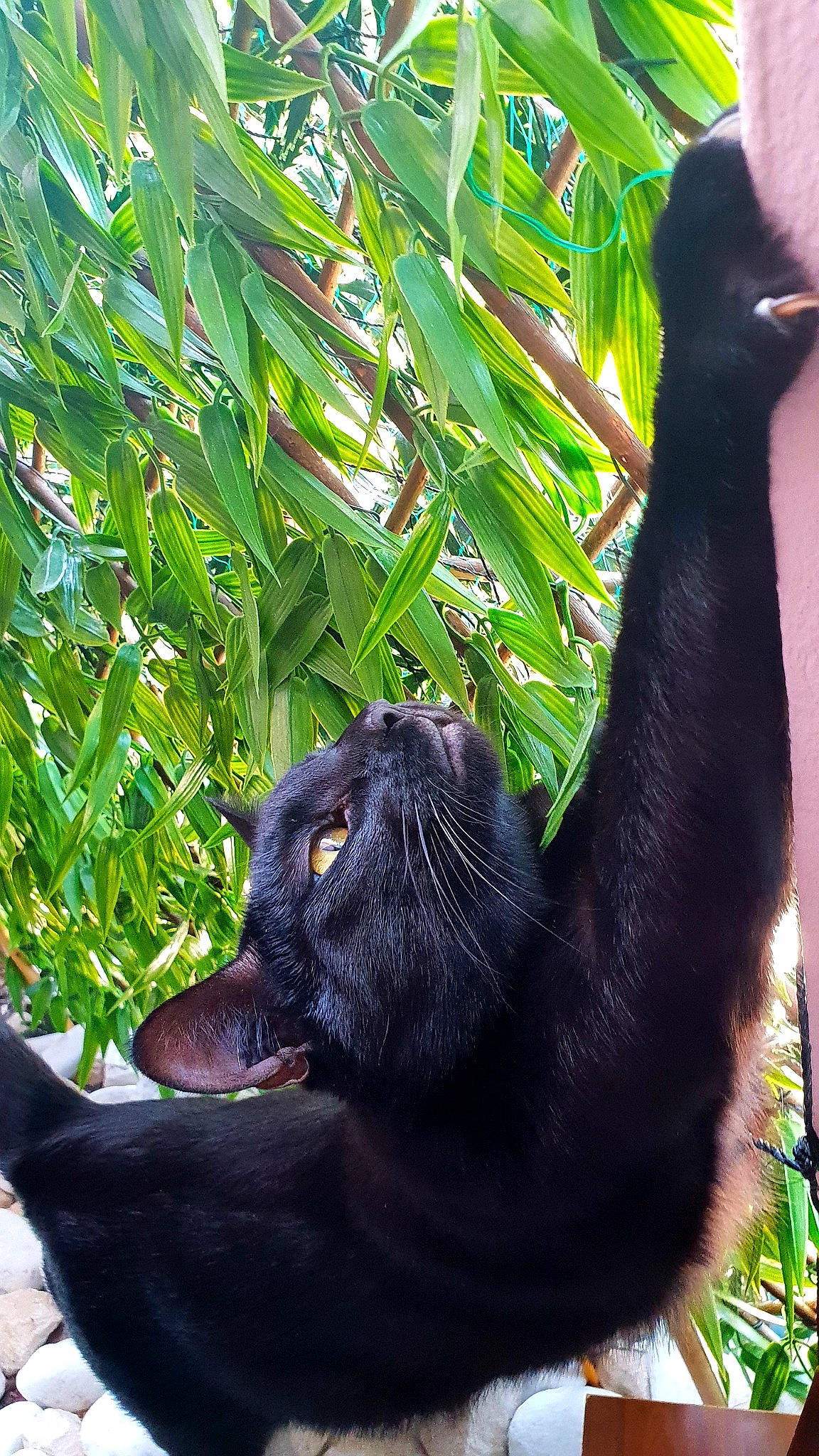 Eros a rejoint le concours — aidez-le/la à gagner de superbes lots ! black_cat, bombay, botany, carnivore, cat, eye, felidae, grass, head, leaf, mammal, organism, plant, small_to_medium_sized_cats, snout, tail, terrestrial_animal, terrestrial_plant, vertebrate, whiskers