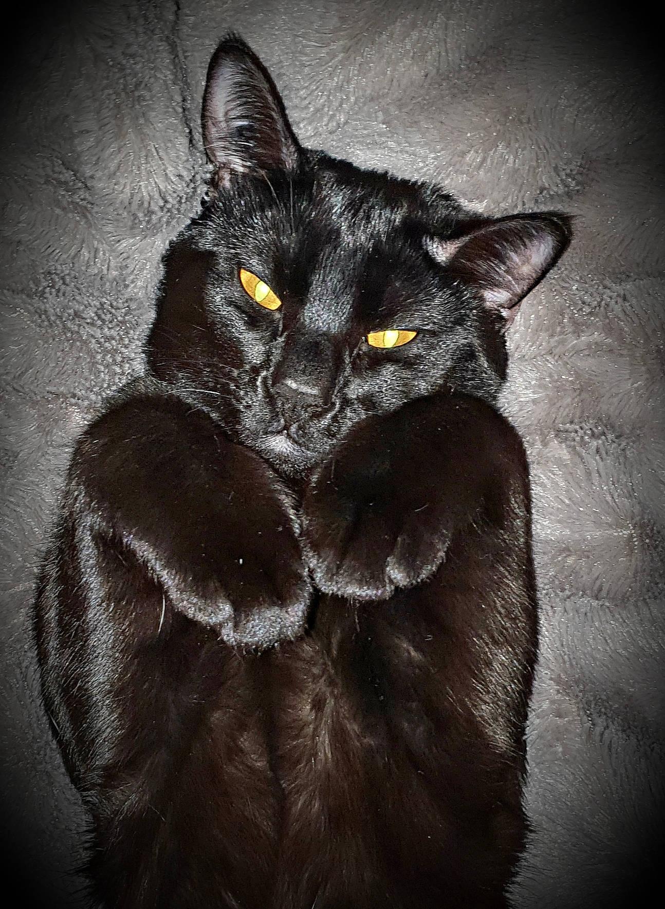 Eros participe au concours pour gagner de l'argent avec cette photo : black_cat, bombay, carnivore, cat, darkness, domestic_short_haired_cat, felidae, flash_photography, fur, grey, iris, monochrome, monochrome_photography, shadow, small_to_medium_sized_cats, snout, still_life_photography, tail, terrestrial_animal, whiskers