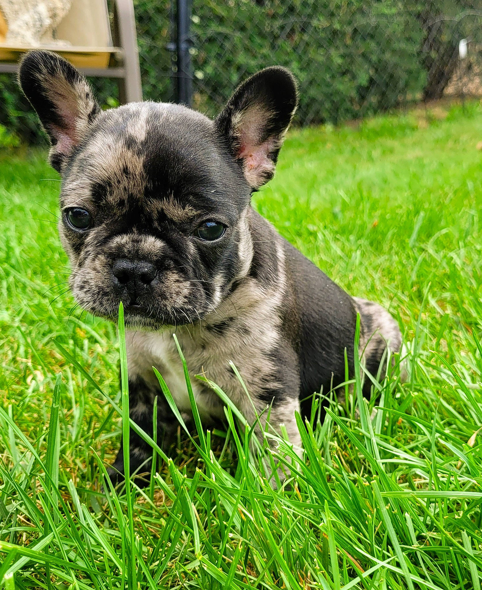 Daisy is registered to the contest to win money with this photo: canidae, carnivore, collar, companion_dog, dog, dog_breed, ear, eye, fawn, grass, groundcover, plant, puppy, snout, sporting_group, terrestrial_animal, toy_dog, whiskers, working_animal, wrinkle
