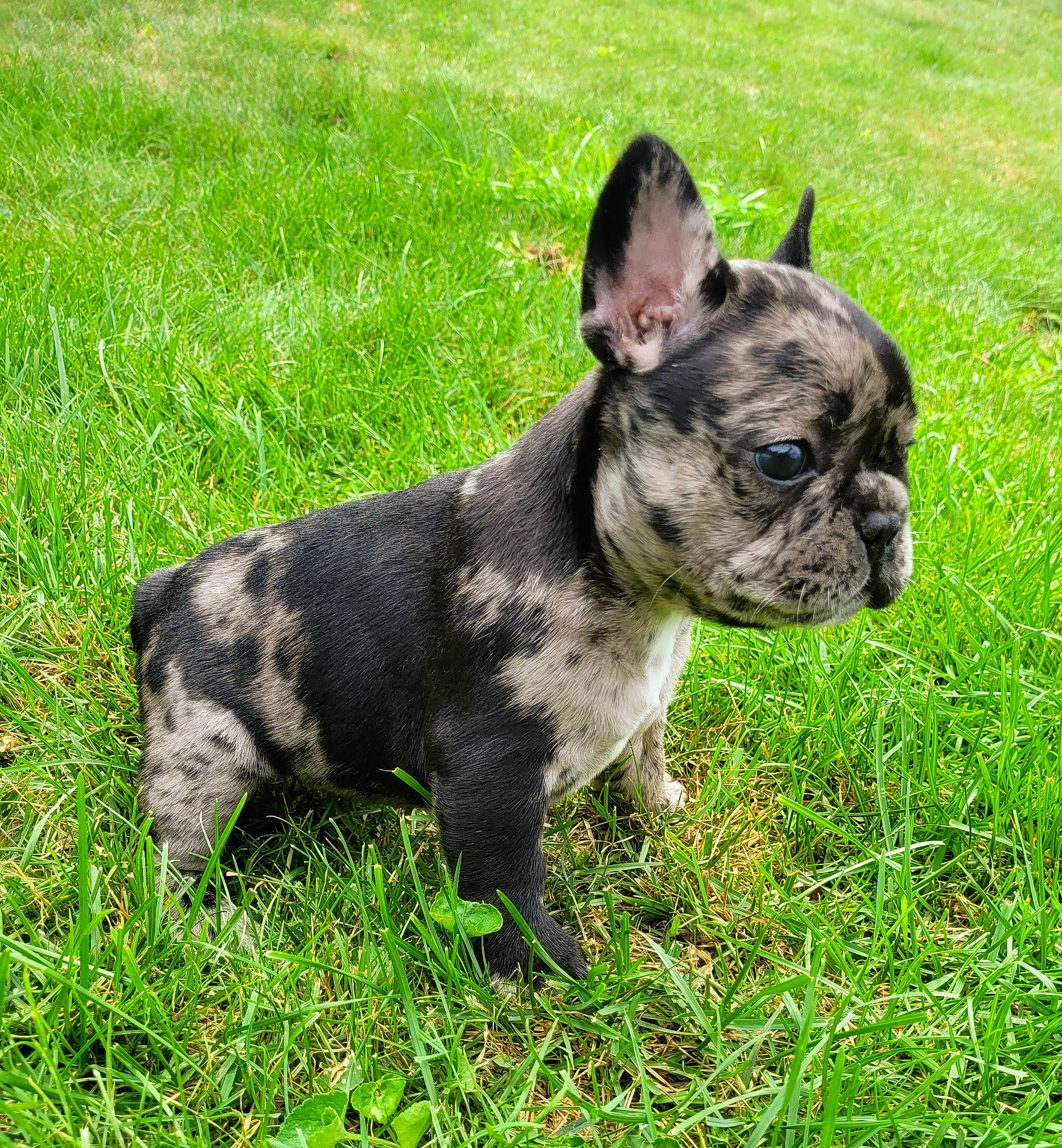 Daisy is registered to the contest to win money with this photo: bulldog, canidae, carnivore, collar, companion_dog, dog, dog_breed, dog_collar, ear, fawn, grass, groundcover, non_sporting_group, snout, sporting_group, terrestrial_animal, toy_dog, whiskers, working_animal, wrinkle